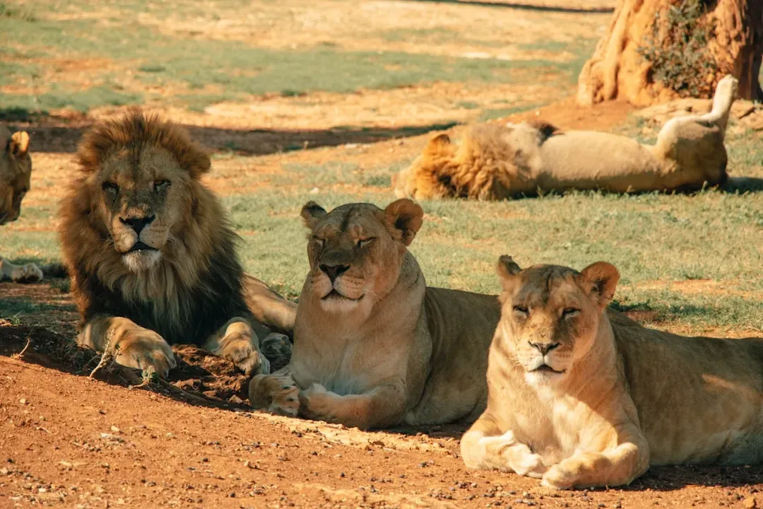Leo – The Lion’s Commanding Presence (Image Credits: Unsplash)