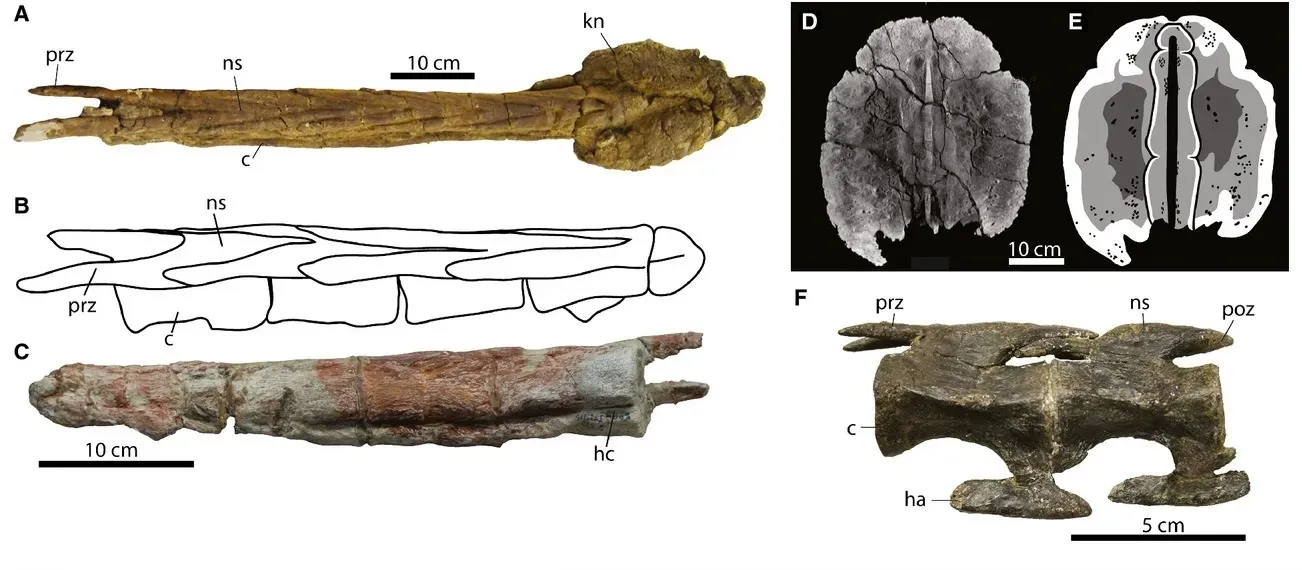 Ankylosaur Tail Clubs and the Battle Tank From Hell (By Victoria M. Arbour and Philip J. Currie, CC BY 4.0)