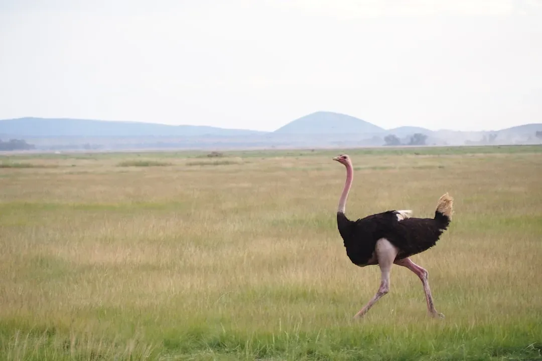 2. Ostriches: Velociraptors on a Treadmill (Image Credits: Unsplash)