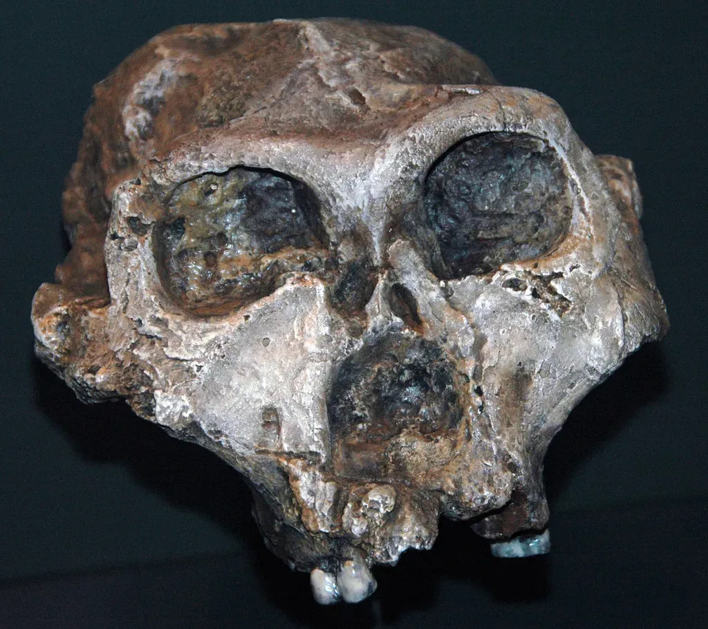 9. The 2.6-Million-Year-Old Paranthropus Jaw from Ethiopia: Rewriting Diet and Survival (James St. John, Flickr, CC BY 2.0)