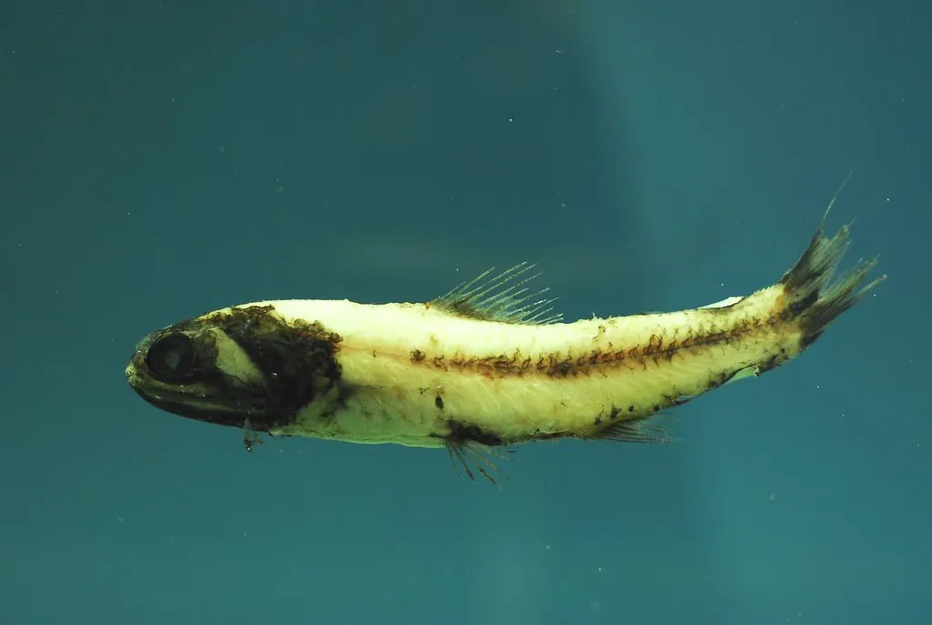 Hatchetfish, Lanternfish And The Masters Of Stealth (NOAA Photo Library, Flickr, CC BY 2.0)