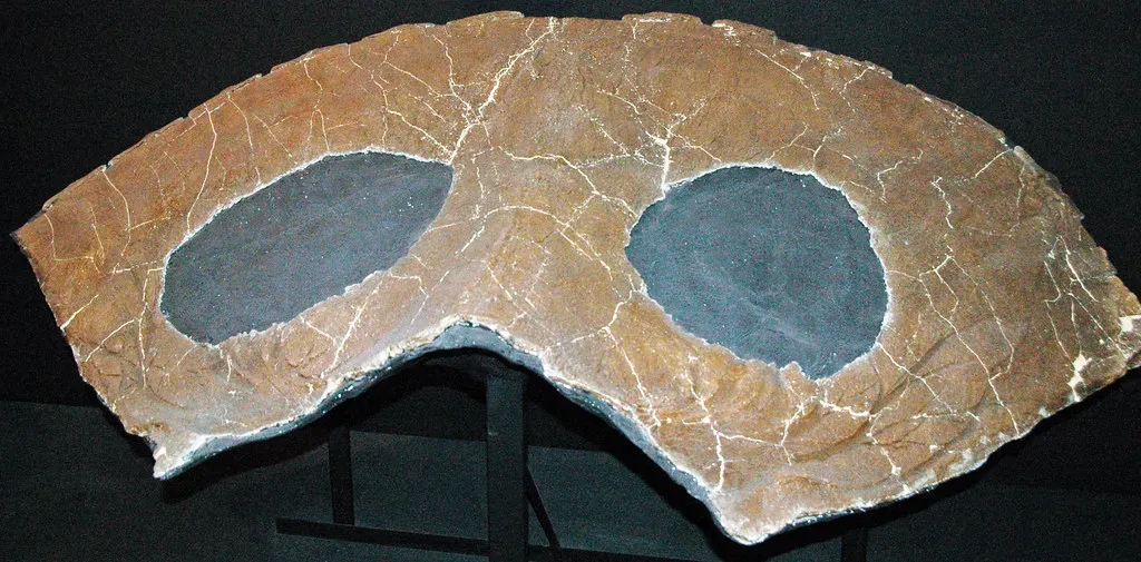 How Growth Lines Actually Form in Dinosaur Bones (Image Credits: Flickr)