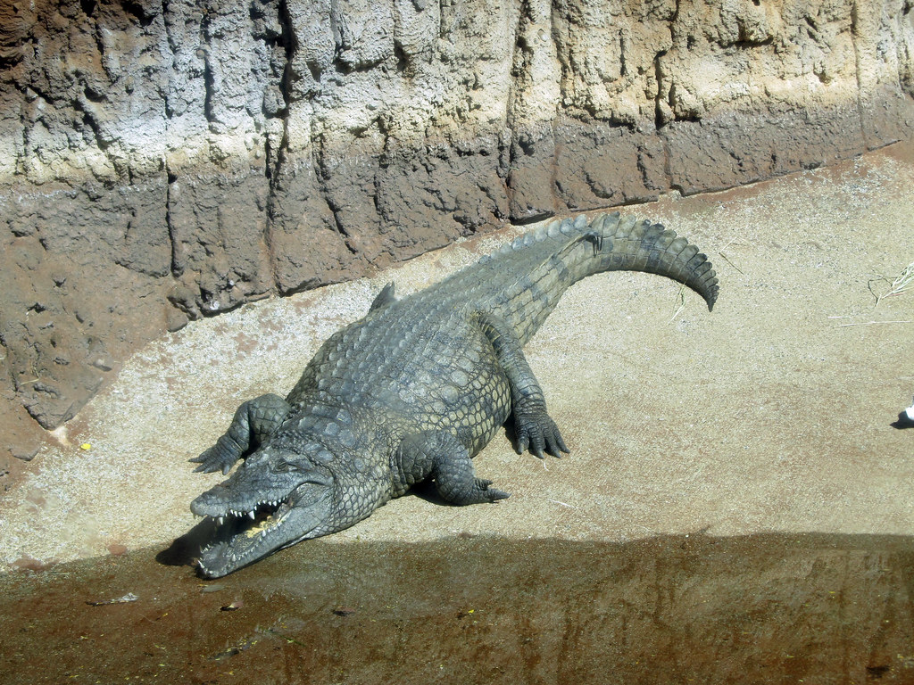Crocodilians: Apex Predators Frozen in Time (Image Credits: Flickr)