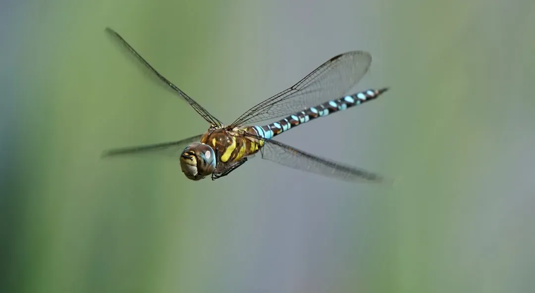 Insects: The First Masters of the Air (Image Credits: Unsplash)
