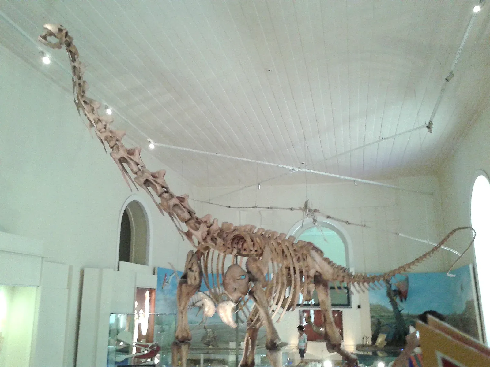 #11 - Titanosaurus indicus: The Dinosaur That Named an Entire Group While Barely Existing Itself (User:Dornicke, published at 2015-01-13., CC BY-SA 4.0)