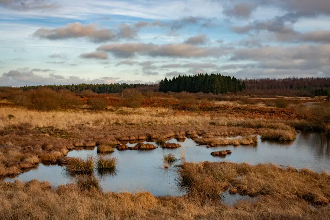 4. The Peat Bog Preserved Everyday Life in Extraordinary Detail (Image Credits: Unsplash)