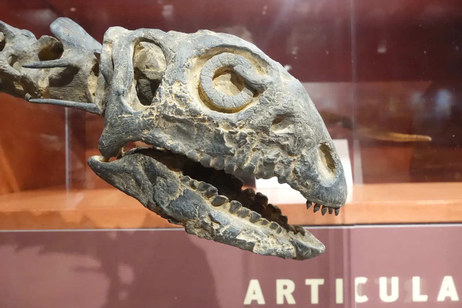 What Science Gets Right and Wrong: The Bigger Picture on Dinosaur Minds (By Jens Lallensack, CC BY-SA 4.0)