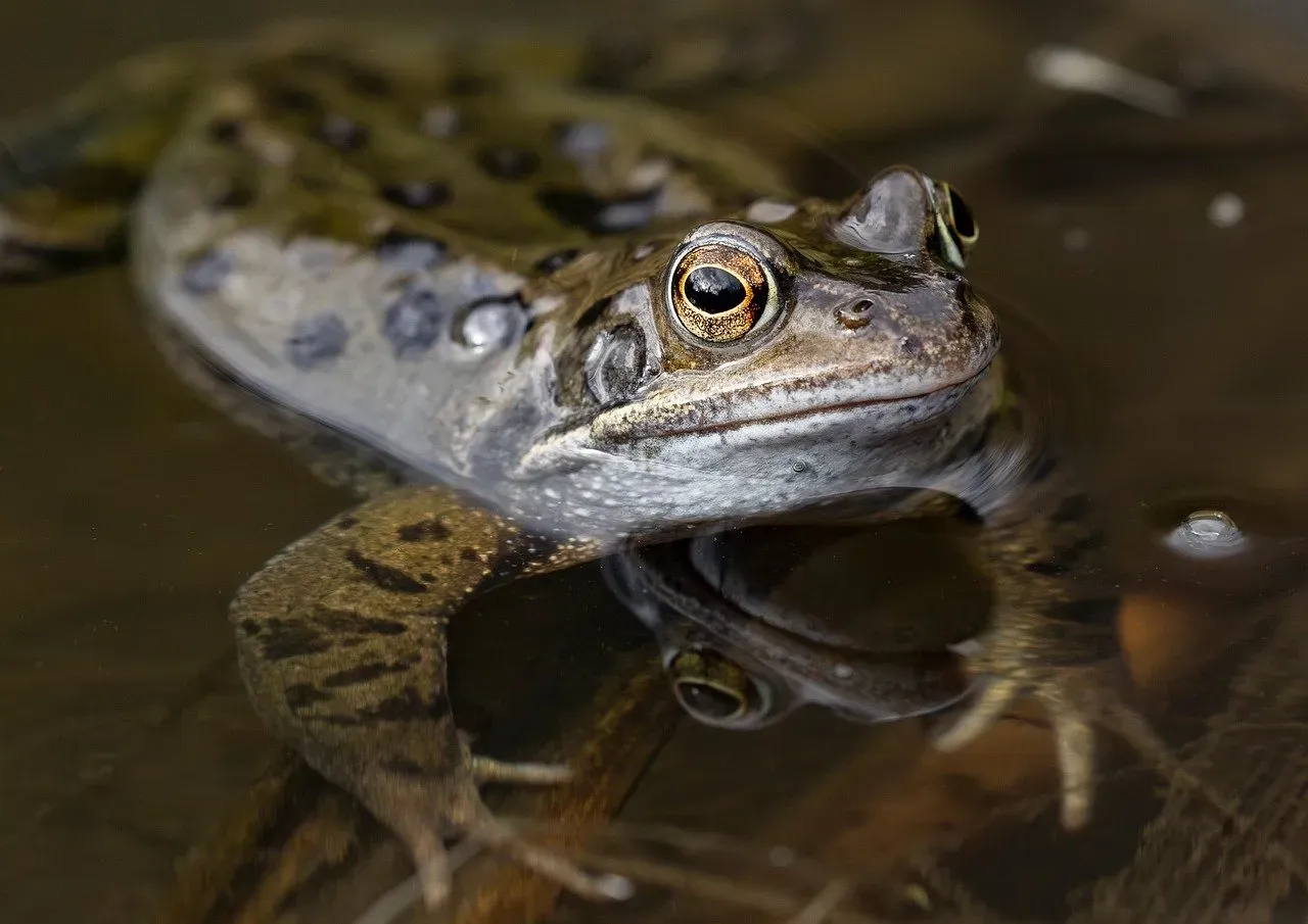 The Skin Story: Divided by Moisture, United by Origin (Image Credits: Pixabay)