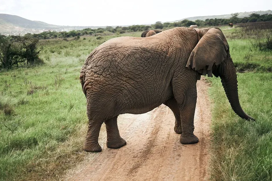 #8 - Elephants Know When Their Own Body Is In the Way (Image Credits: Pexels)