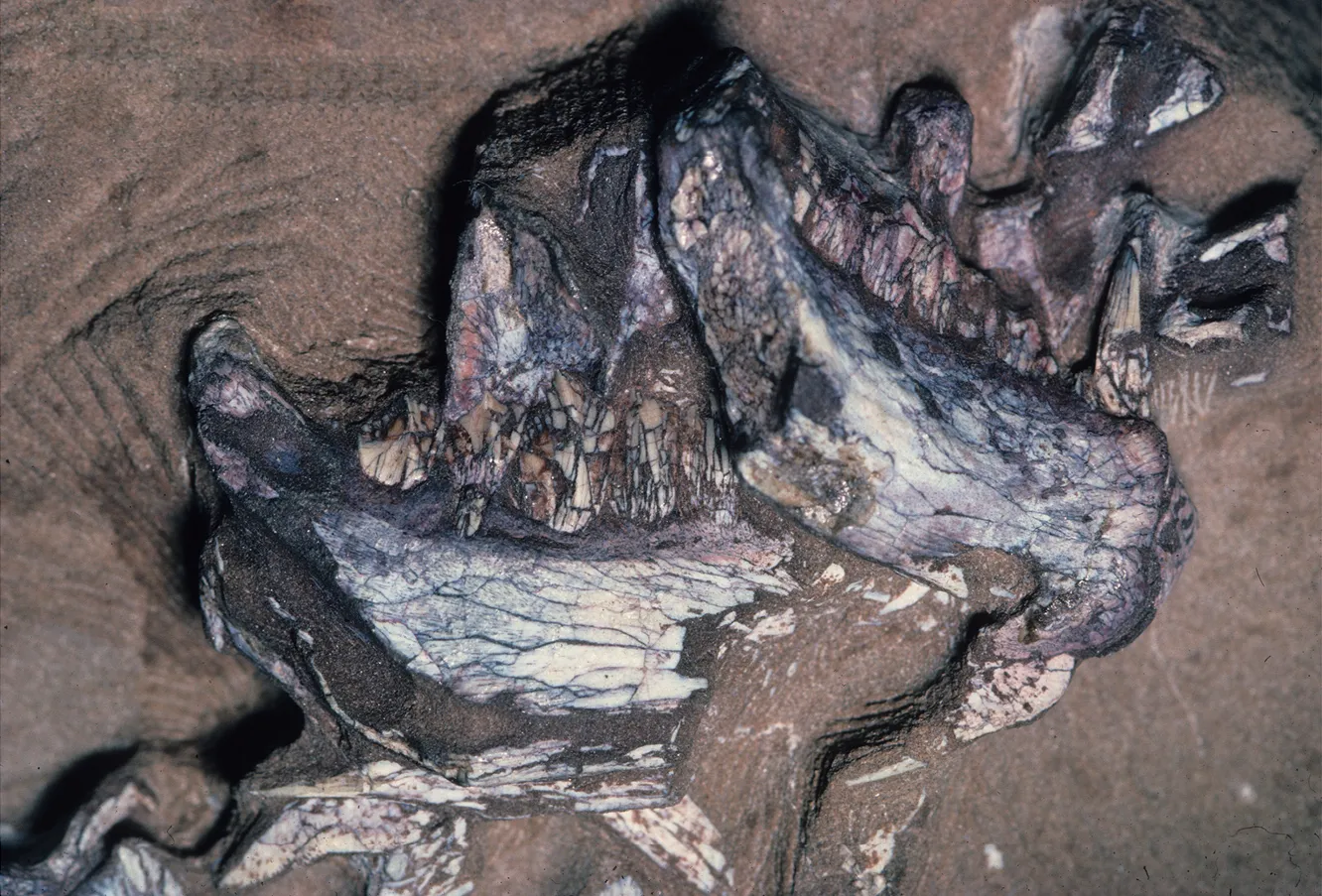 Why Pegomastax Still Matters: Rethinking What Dinosaurs Could Be (Sereno PC (2012) Taxonomy, morphology, masticatory function and phylogeny of heterodontosaurid dinosaurs. ZooKeys 226: 1-225. doi:10.3897/zookeys.226.2840., CC BY 3.0)