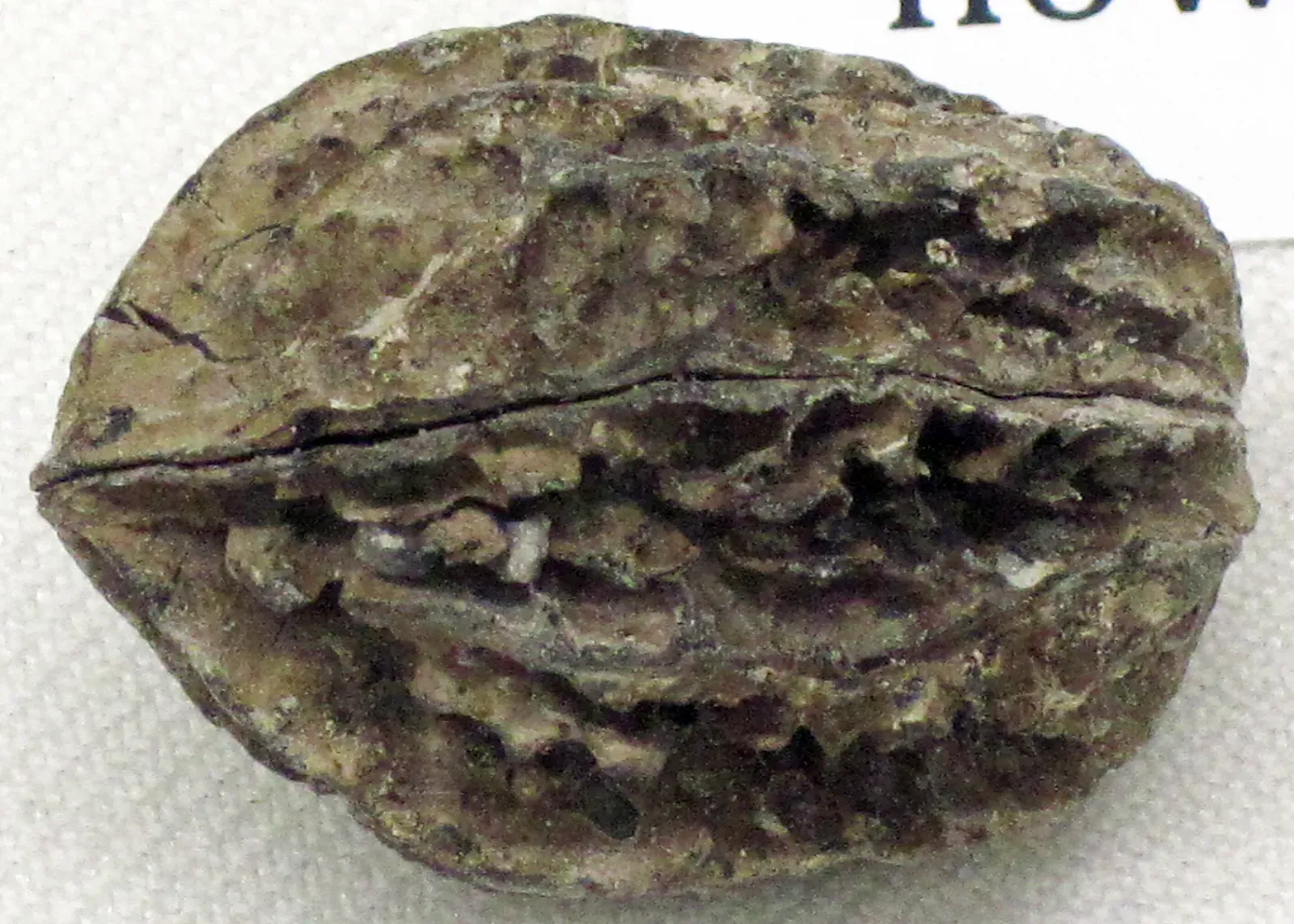 Conclusion: The Most Important Mystery in the History of Life (Juglans bergomensis (fossil walnut) (Pleistocene; Italy), CC BY 2.0)