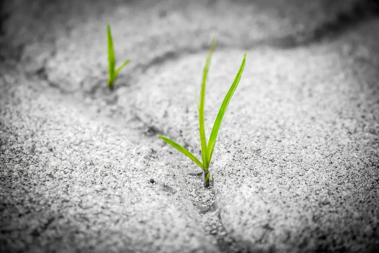 #5 Creeping Bermudagrass: The Asphalt Invader (Image Credits: Pixabay)