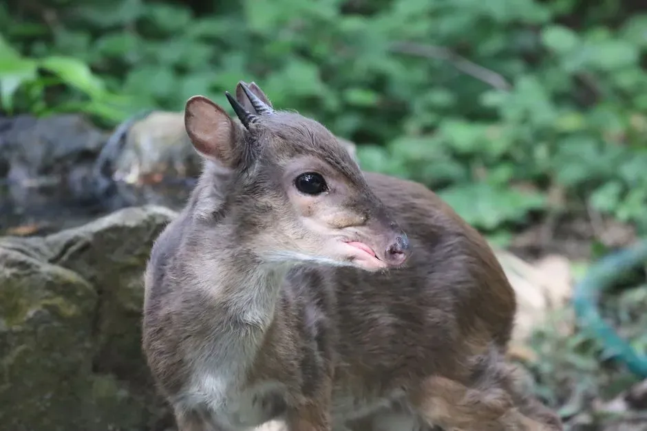 #8 - The Deer-Sized Creature Known Only From Corpses (Image Credits: Pexels)