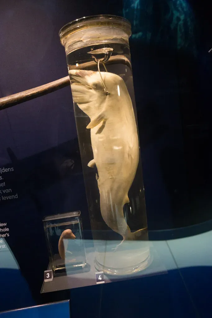 Embryos Reuse Ancient Developmental Blueprints (quinet, Flickr, CC BY 2.0)