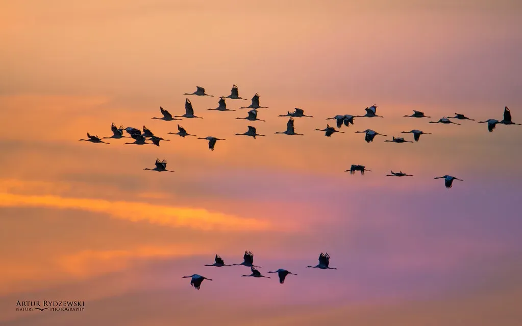 4. Birds: The Last Dinosaurs Learning to Dodge Skyscrapers (Artur Rydzewski, Flickr, CC BY 2.0)