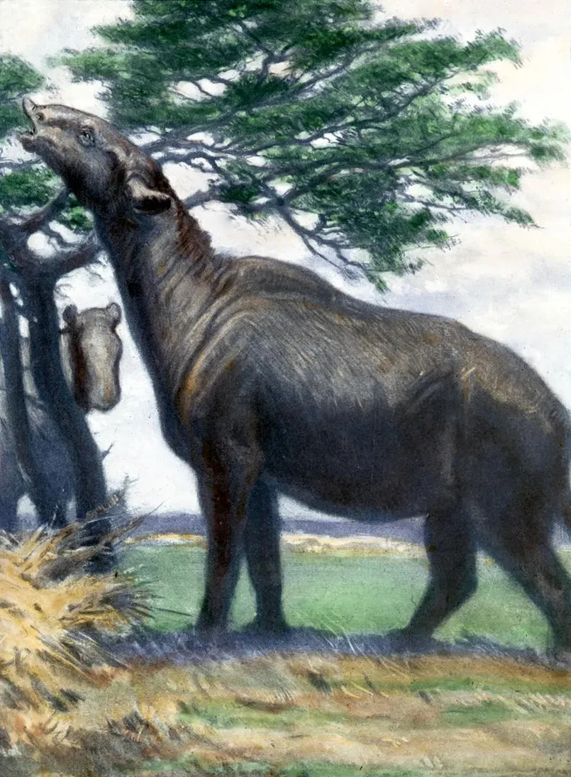 Paraceratherium: The Hornless Giant That Ruled After the Dinosaurs (Image Credits: Wikimedia)