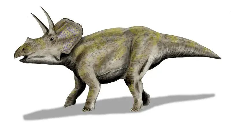 A Heavyweight Herbivore in a Changing World (By Nobu Tamura (http://spinops.blogspot.com), CC BY 3.0)