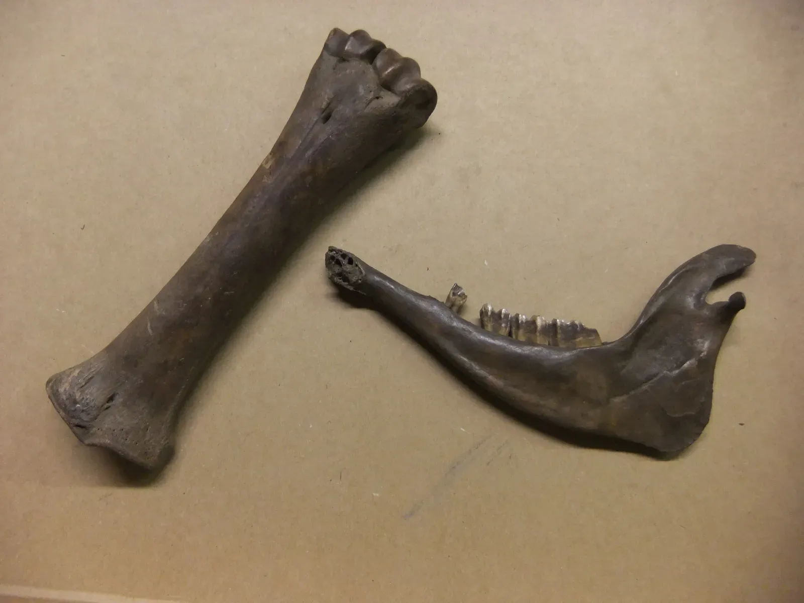 #12: Bone Marrow Aged for Nine Weeks (By Ilarius, CC BY-SA 3.0)