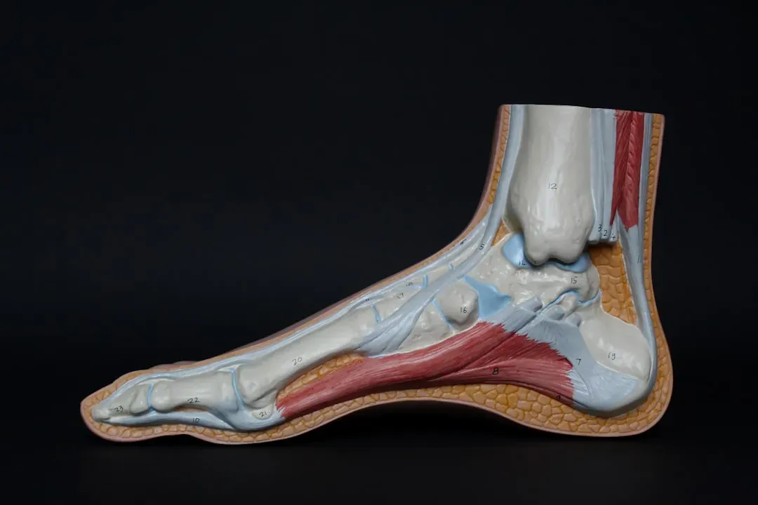 The Hidden Engineering: Tendons, Glutes, and the Nuchal Ligament (Image Credits: Unsplash)