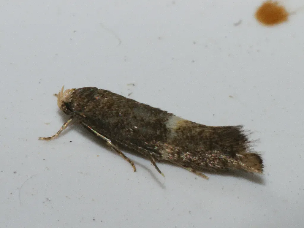 #6 - Three Moths Mistaken for One Species, For Decades (Elachista ?adscitella, CC BY-SA 2.0)