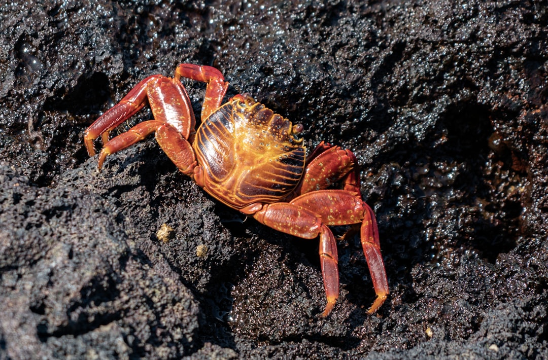 Crabs and Lobsters: Armored Survivors of Ancient Seas (Image Credits: Unsplash)