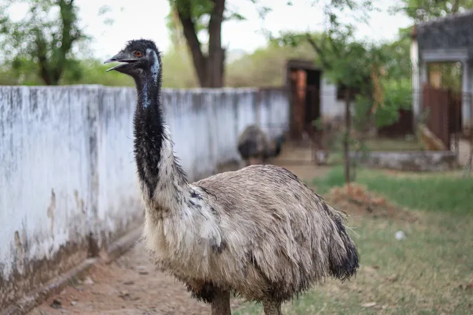 Chickens, Ostriches, and Emus: Your Everyday Dinosaur Proxies (Image Credits: Pexels)