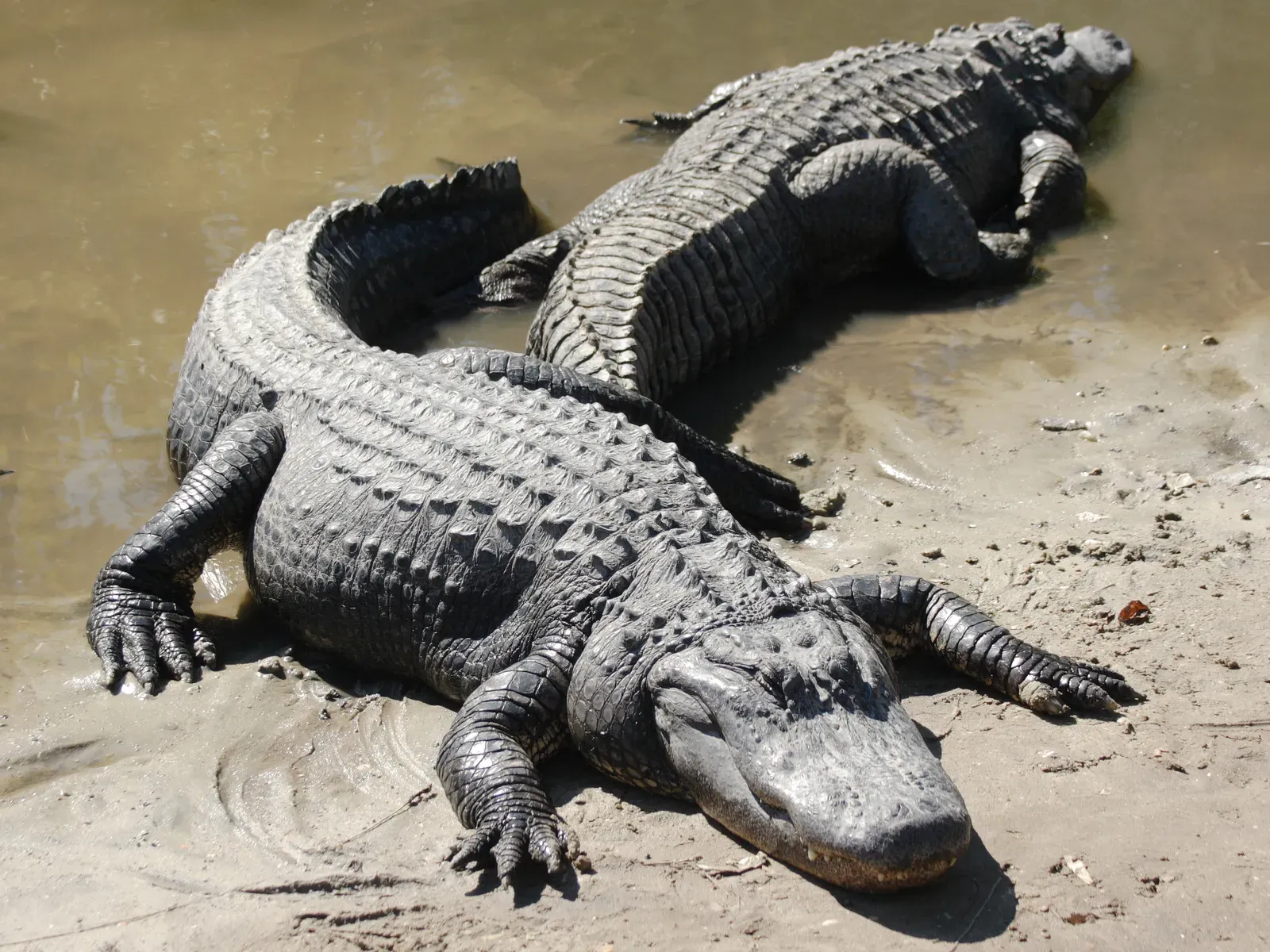 #14 - Alligators Are Not "Living Dinosaurs" (By Mfield, Matthew Field - http://www.photography.mattfield.com, CC BY-SA 3.0)