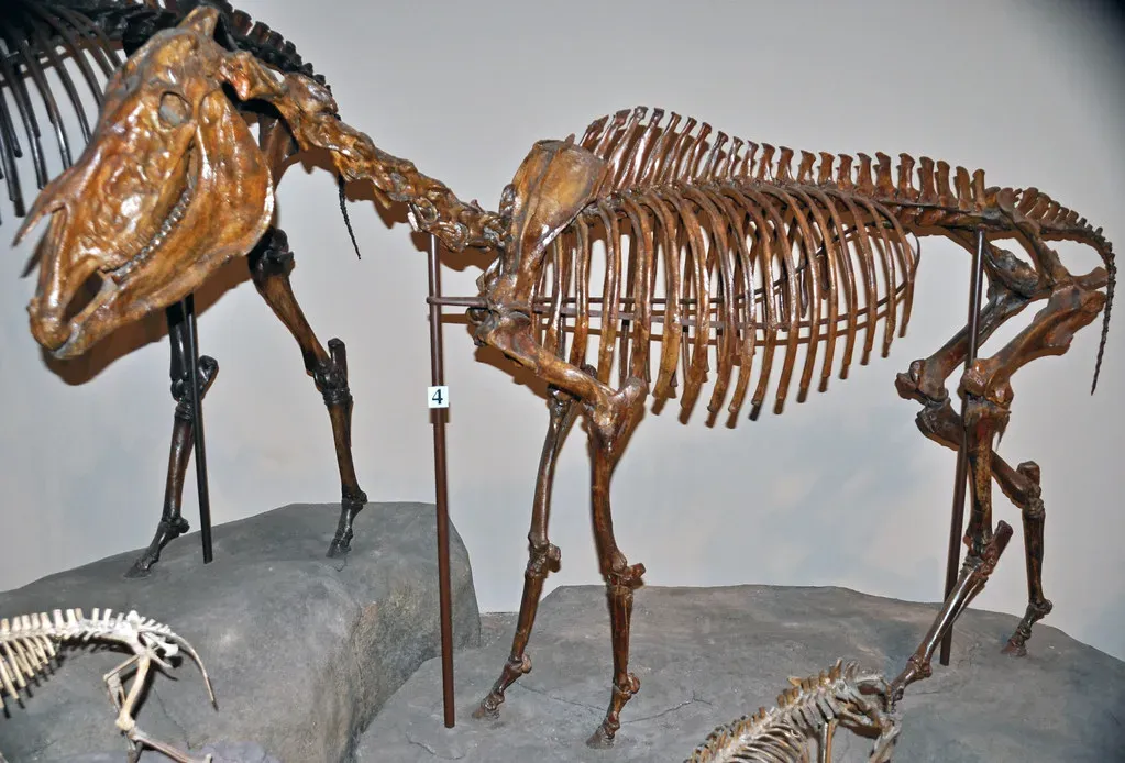 Horses That Evolved Here First (Image Credits: Flickr)