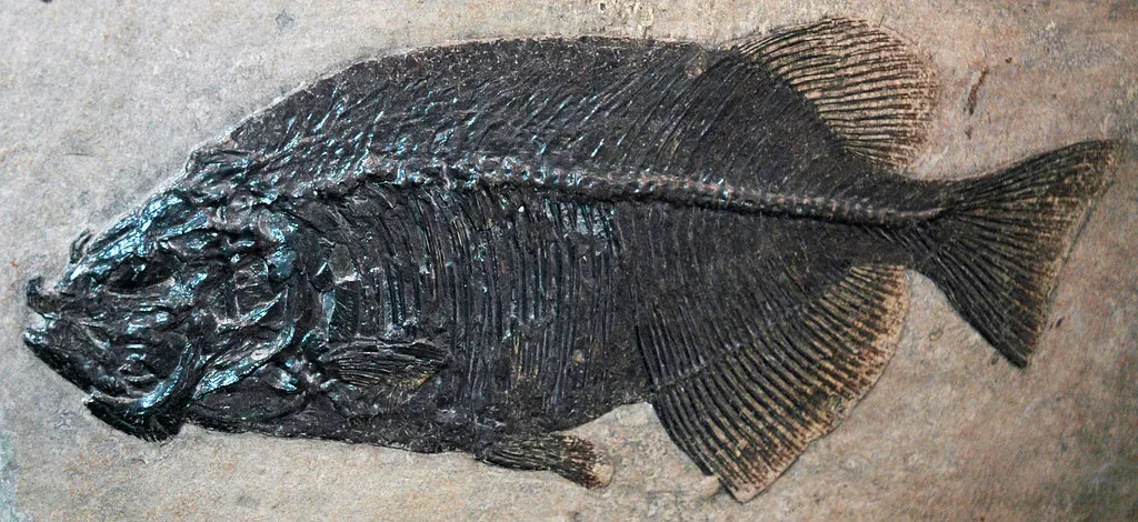 Green River Formation Offers Exceptional Fish Preservation (Image Credits: Flickr)