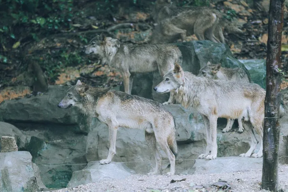 #4 - Wolf Packs Are Massive, Dozens-Strong Armies (Image Credits: Pexels)