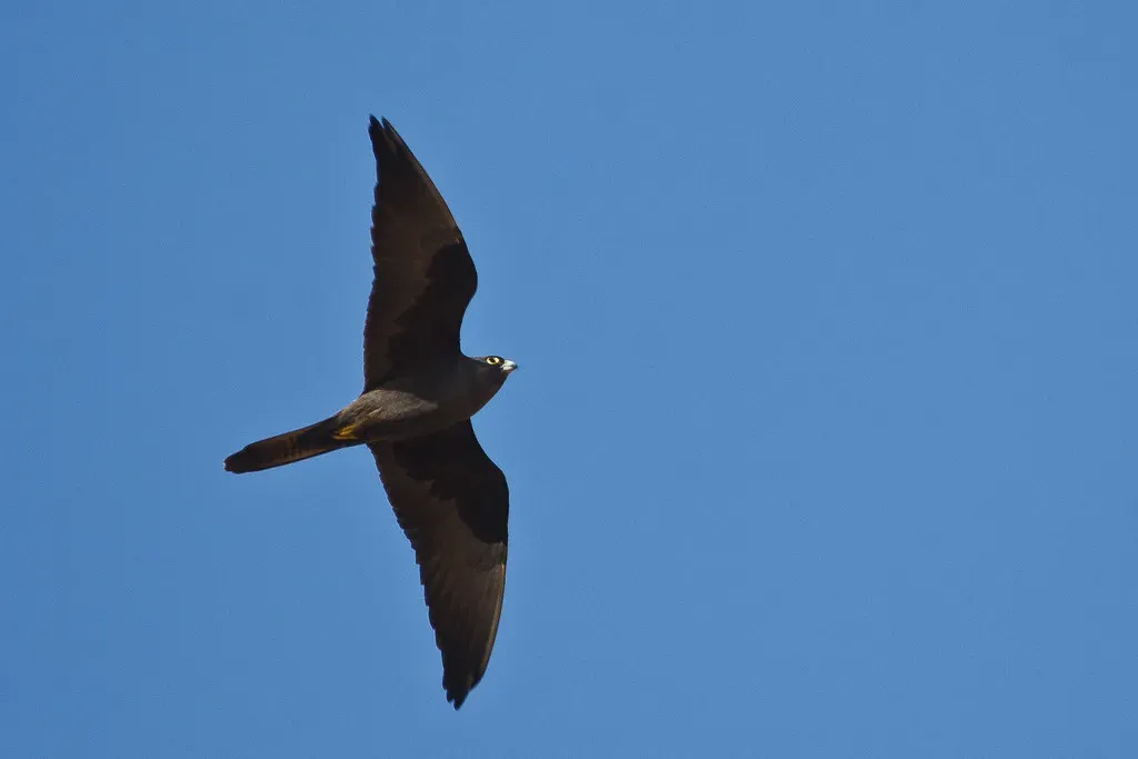 Scorpio: The Eleonora's Falcon (Image Credits: Flickr)