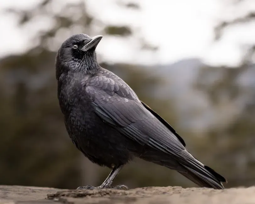 Scorpio: The Raven – Mysterious, Strategic, and Intensely Aware (Image Credits: Pexels)