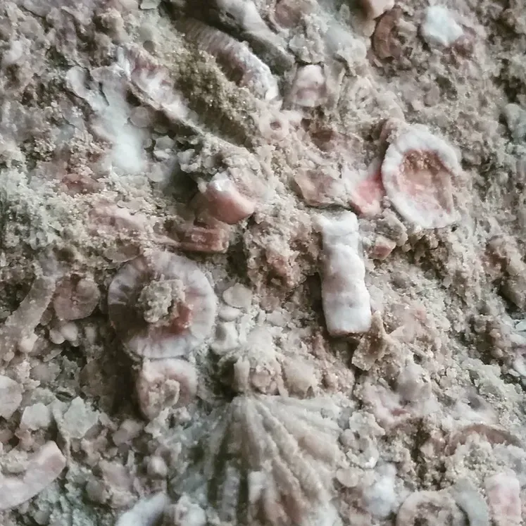 8. Fossil Reefs of the Ancient Seas, Wisconsin – Schoonmaker Reef (By Joshua Lisec, CC BY-SA 4.0)