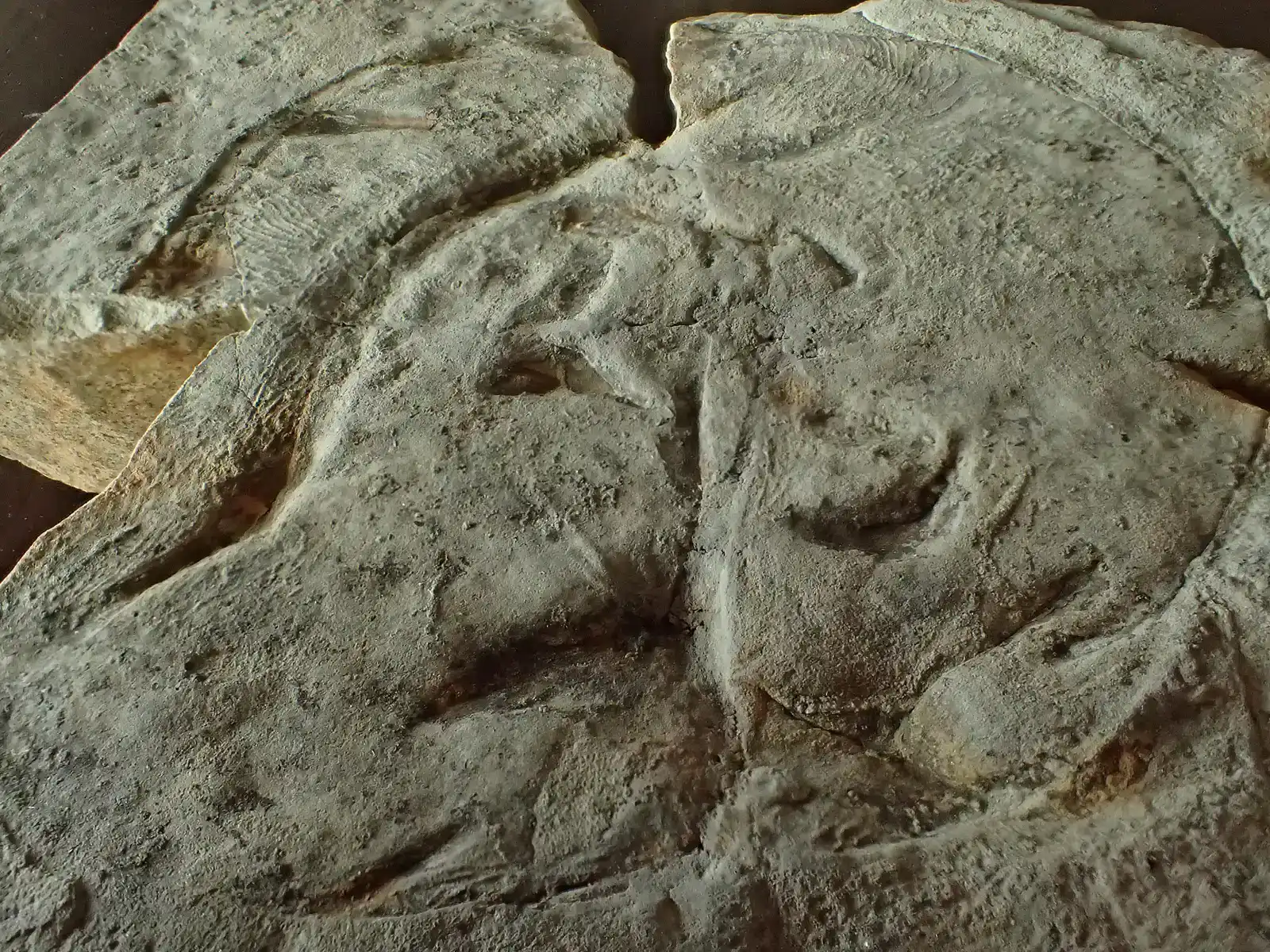 The Garden of Ediacara: Earth's First Complex Community (Image Credits: Wikimedia)