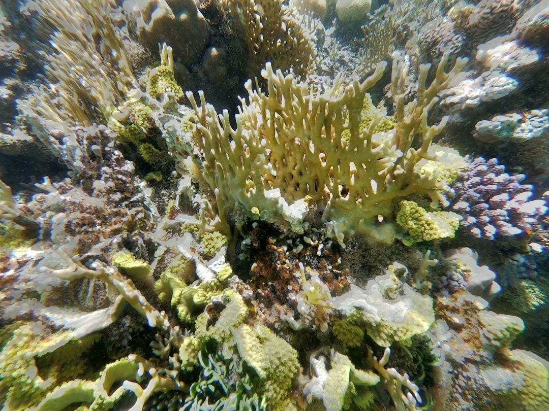 Leo: The Permian Reef Kingdoms (Image Credits: Unsplash)