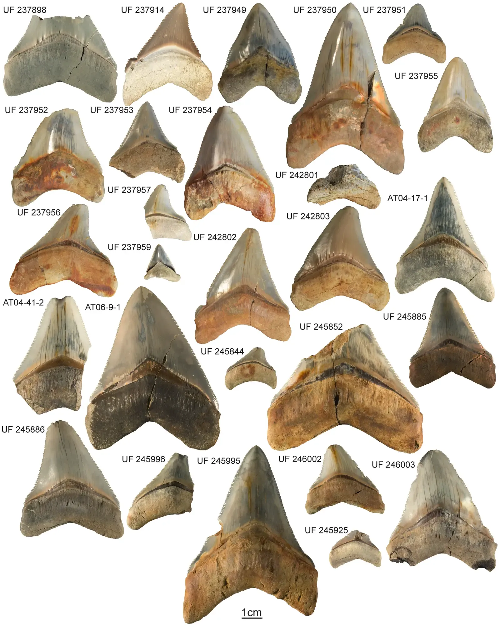 #2 - The Nursery Ground Debate (Pimiento C, Ehret DJ, MacFadden BJ, Hubbell G (2010) Ancient Nursery Area for the Extinct Giant Shark Megalodon from the Miocene of Panama. PLoS ONE 5(5): e10552. doi:10.1371/journal.pone.0010552.g002, CC BY 2.5)