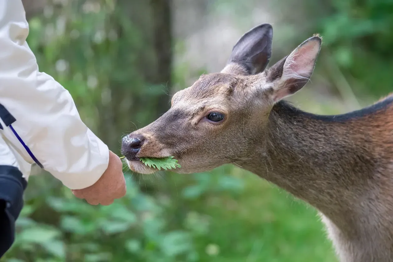 1. You Notice Animal Behavior That Others Simply Walk Past (Image Credits: Pixabay)