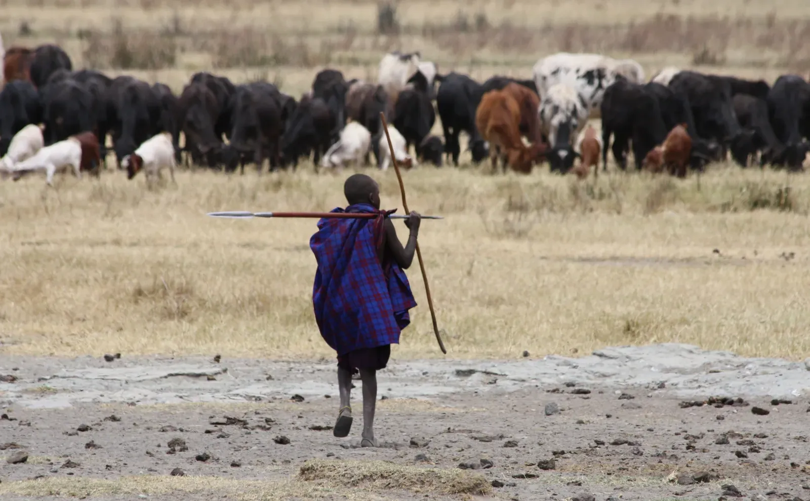 1. Cattle Are Considered a Sacred Gift and Central to Maasai Identity (young massai, CC BY 2.0)