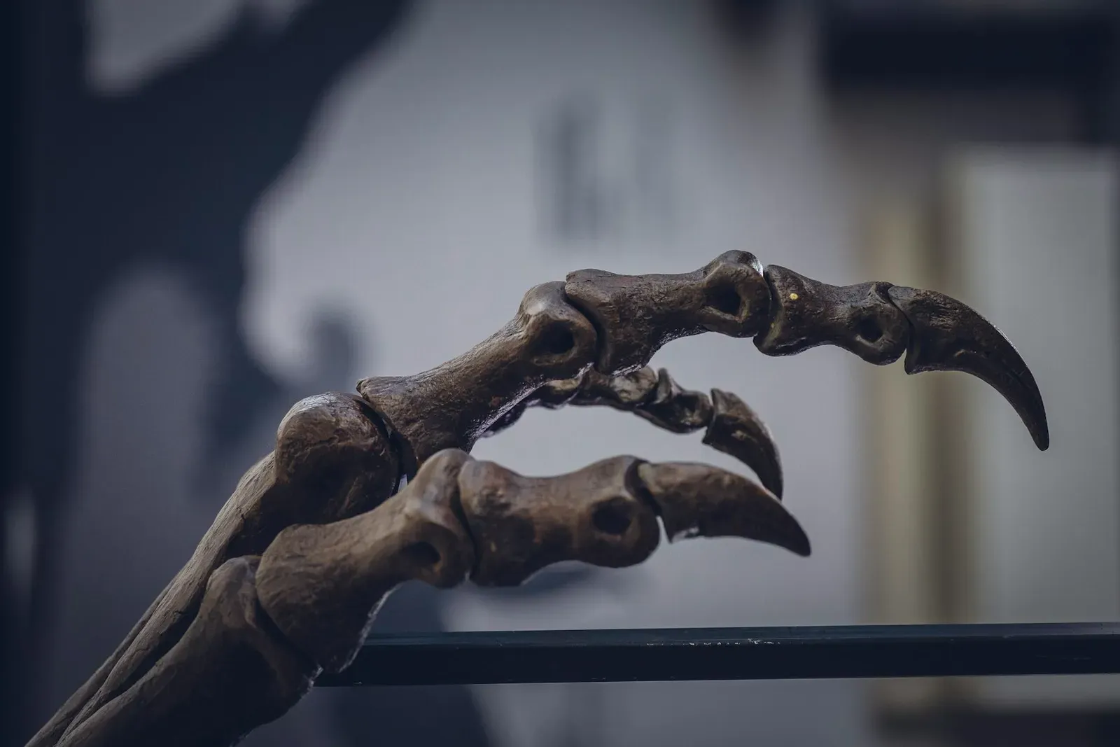 #8 - The "Killing Claw" Wasn't Built to Slash (Image Credits: Unsplash)