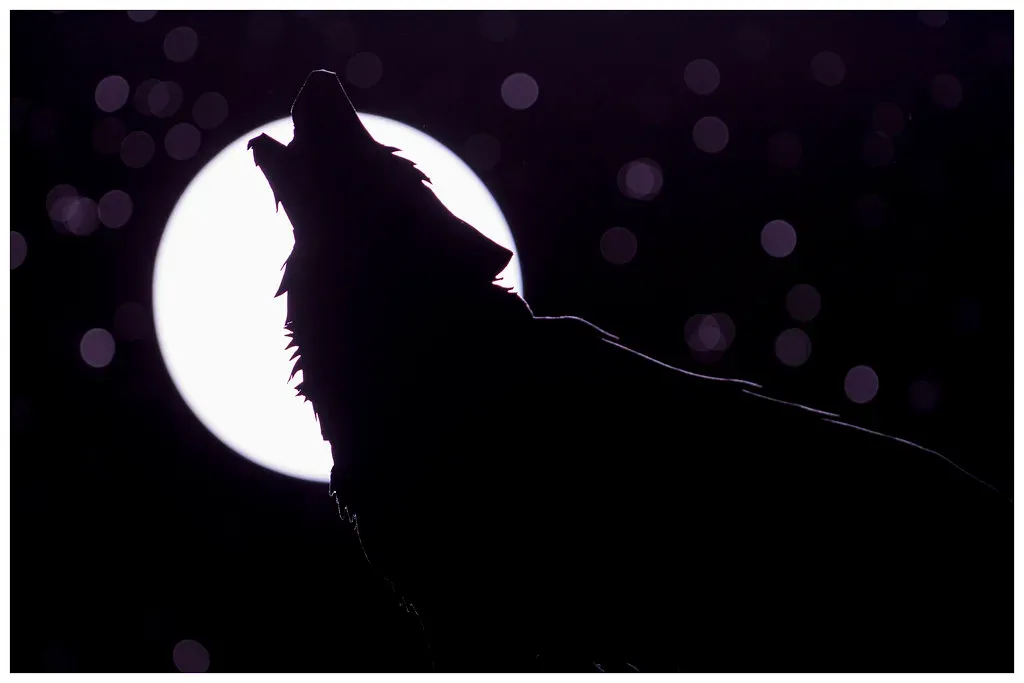 #15 - Wolves Howl at the Moon (The Manic Macrographer, Flickr, CC BY 2.0)