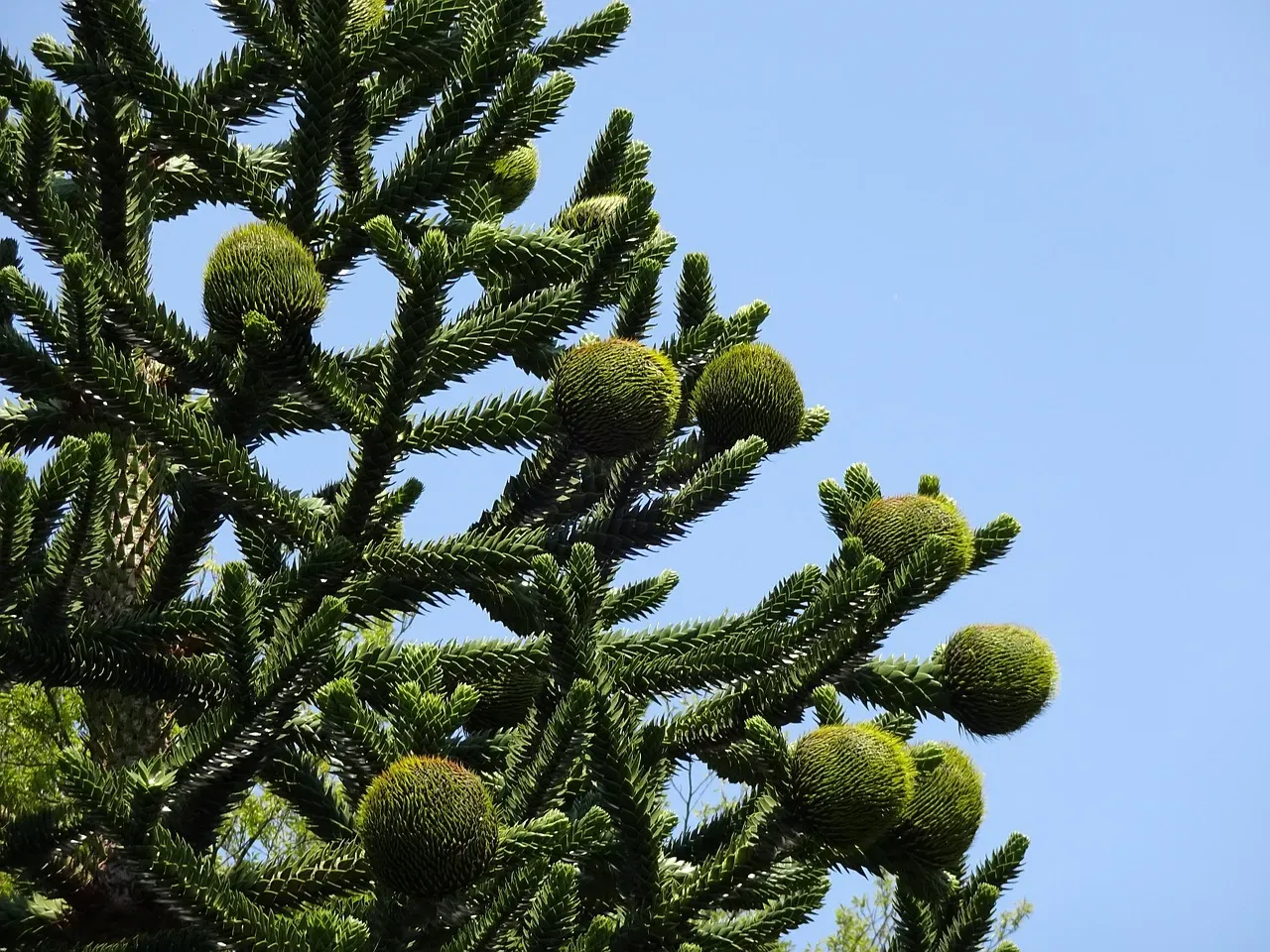 The Araucaria (Monkey Puzzle Tree): A Forest Builder With a Familiar Face (Image Credits: Pixabay)