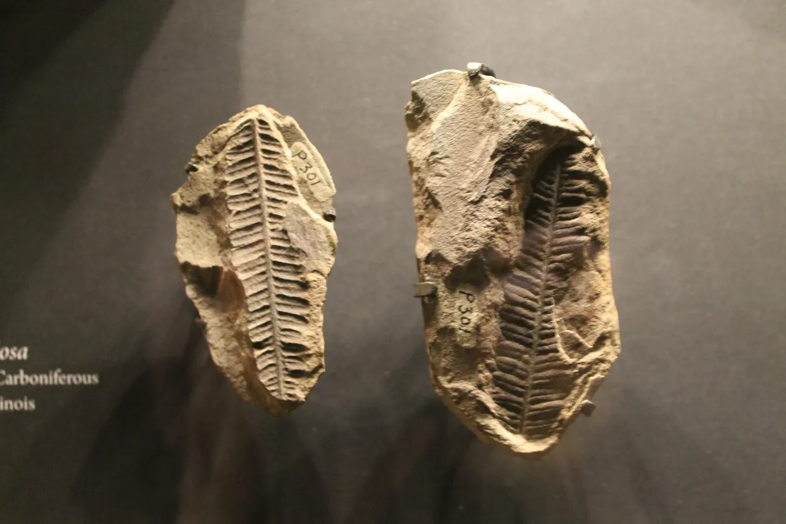 Seed Dispersal Across Ancient Continents (Image Credits: Wikimedia)