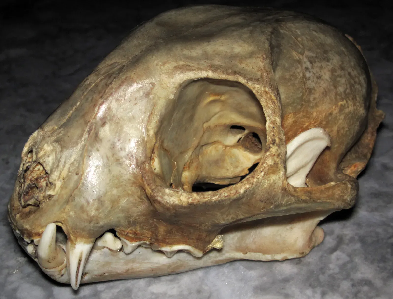 10. The Mammal Brain's Sense of Smell Was the First Thing to Grow (Lynx rufus (bobcat) skull 4, CC BY 2.0)