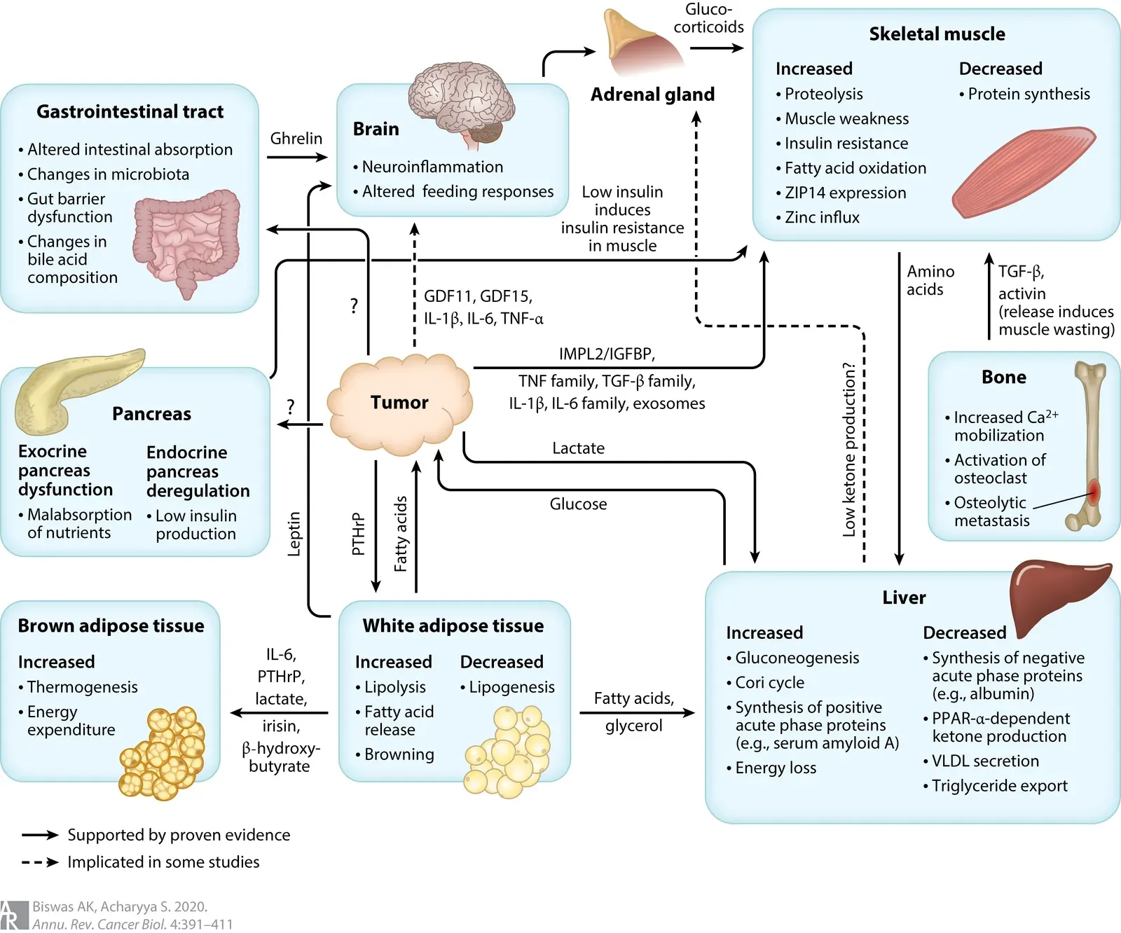 Some Ancient Lineages Are Still in Your Body Right Now (By Anup K. Biswas and Swarnali Acharyya, CC BY 4.0)