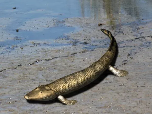 Tiktaalik: The Fishapod Predator (Image Credits: Wikimedia)
