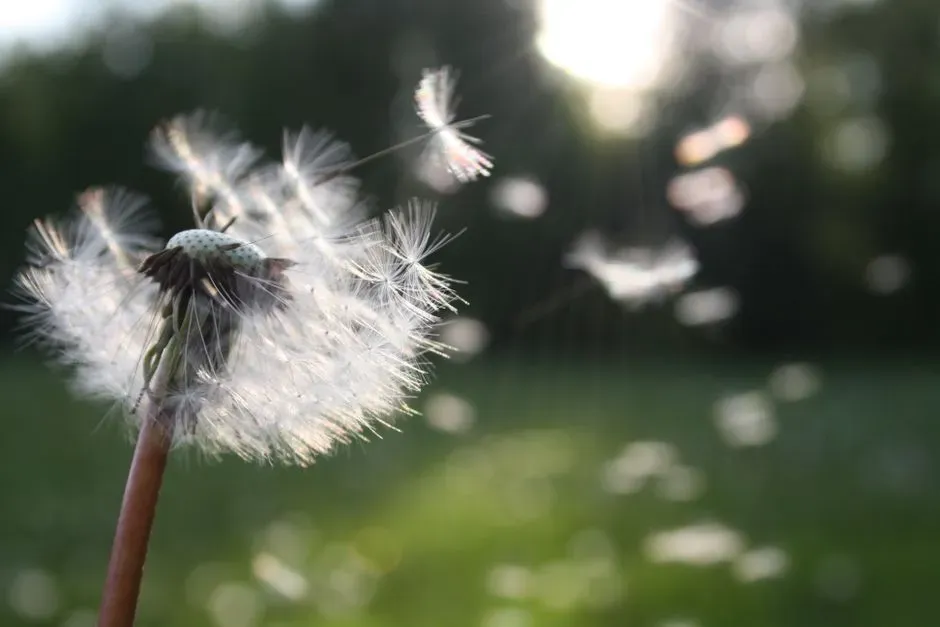 #13 Chemical and Biological Traces Carried Downwind (Image Credits: Pexels)