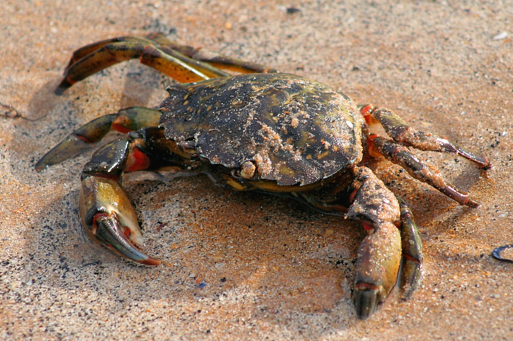 Cancer: The Crab's Protective Shell (Image Credits: Flickr)