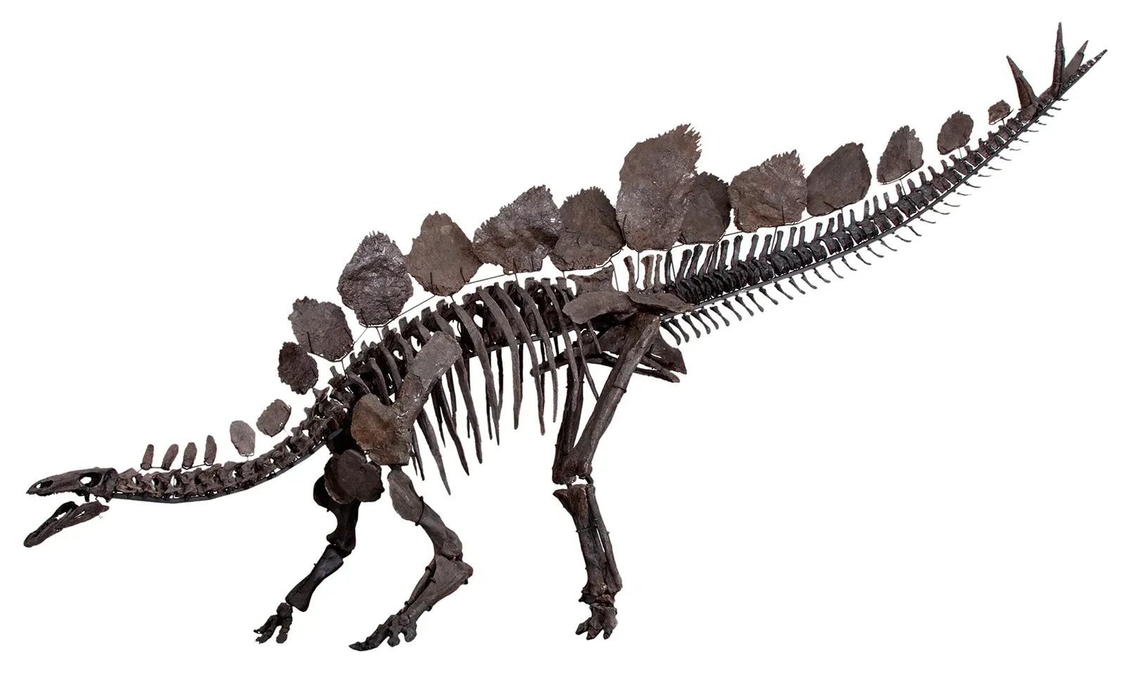 #9 - The "Second Brain" in Its Hip Was Basically a Myth (Susannah Maidment et al. & Natural History Museum, London - Maidment SCR, Brassey C, Barrett PM (2015) The Postcranial Skeleton of an Exceptionally Complete Individual of the Plated Dinosaur Stegosaurus stenops (Dinosauria: Thyreophora) from the Upper Jurassic Morrison Formation of Wyoming, U.S.A. PLoS ONE 10(10): e0138352. doi:10.1371/journal.pone.0138352, CC BY 4.0)
