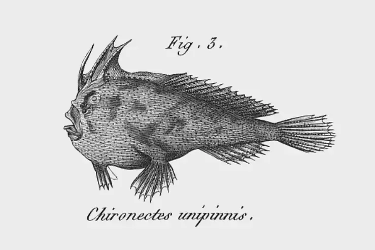#4 - The Smooth Handfish Disappeared Without Anyone Noticing for Decades (By Georges Cuvier, Public domain)