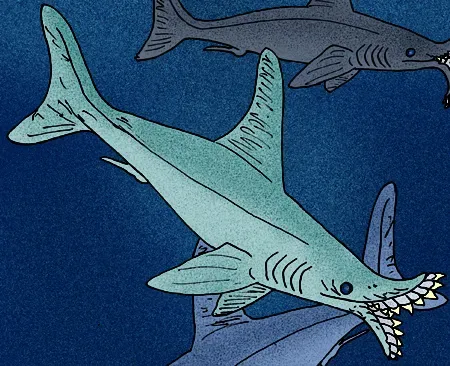 Edestus: The Scissor-Toothed Slasher (Image Credits: Wikimedia)